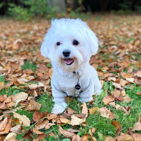 Maltese in a White Turtleneck Dog Winter Pajamas - Fitwarm Dog Clothes