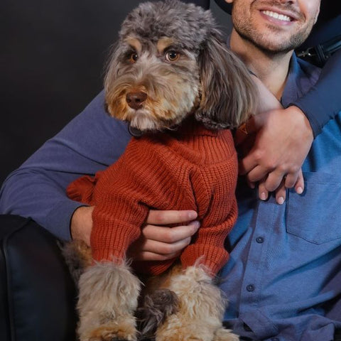 Cavoodle in a Turtleneck Knitted Dog Sweater