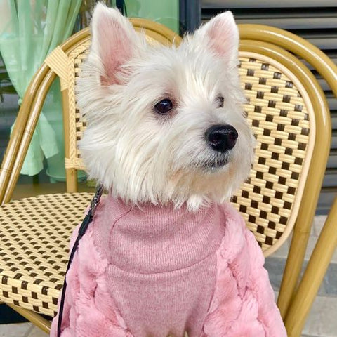 Westie in a Warm Dog Winter Coat - Fitwarm Dog Clothes