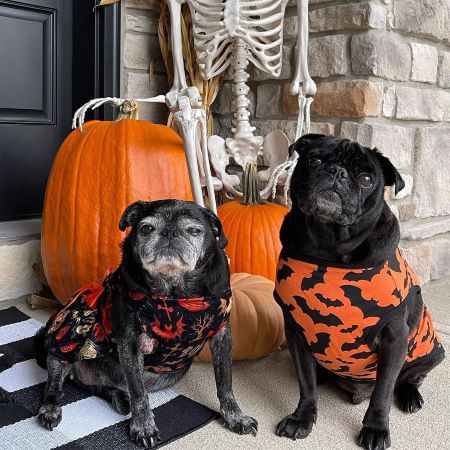 Pugs in Halloween Themed Dog Outfits - Fitwarm Dog Clothes