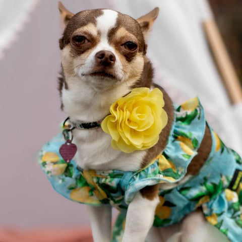 Chihuahua in a Summer Dog Dress with Lemon Prints - Fitwarm Dog Clothes