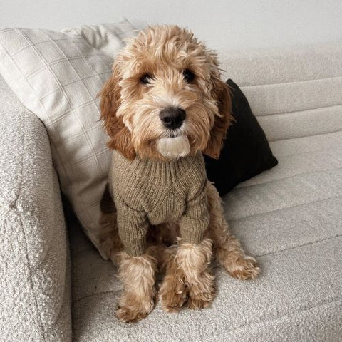 Cozy Turtleneck Knitted Dog Sweater