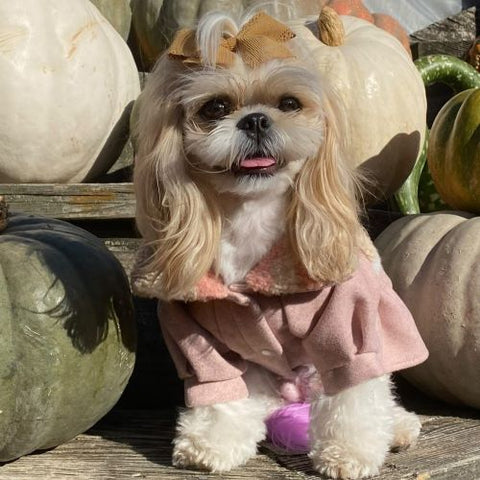 Shihtzu in a Pink Dog Winter Dress - Fitwarm Dog Clothes