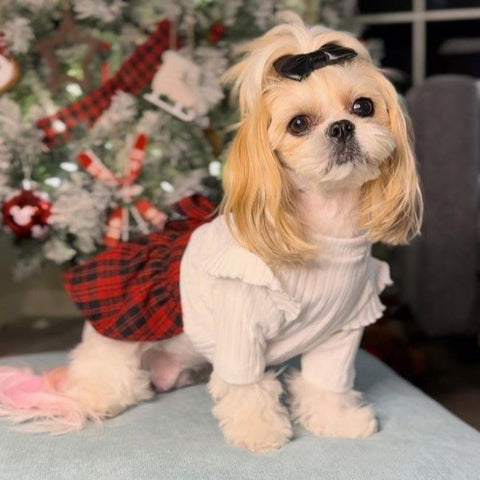 Shihtzu in a Ruffle Sleeves Plaid Sweater Dog Dress