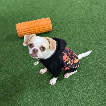 Pug in a Funny Halloween Themed Dog Hoodie - Fitwarm Dog Clothes