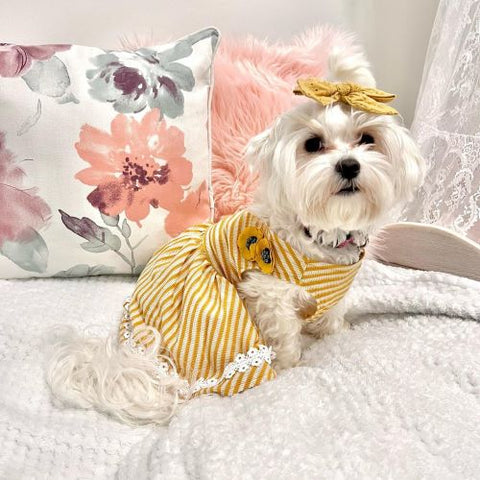 Maltese in Yellow Striped Dog Dress - Fitwarm Dog Clothes