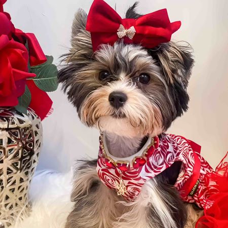 Yorkie in a Red Full Rose Dog Dress - Fitwarm Dog Clothes