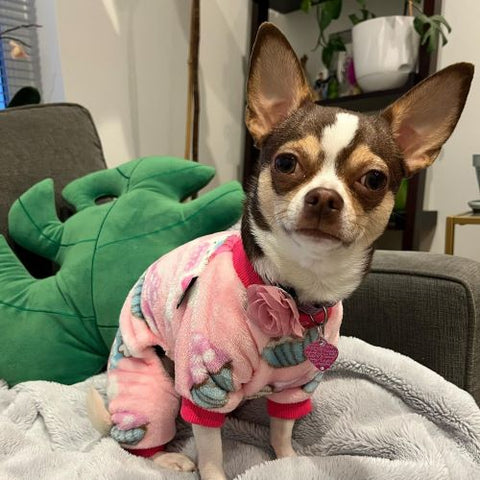 Chihuahua in a Cute Dog Pajamas with Cupcake patterns - Fitwarm Dog Clothes