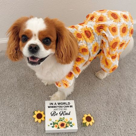 A dog dressed in a sunflower print outfit stands by a "Be Kind" sign indoors.
