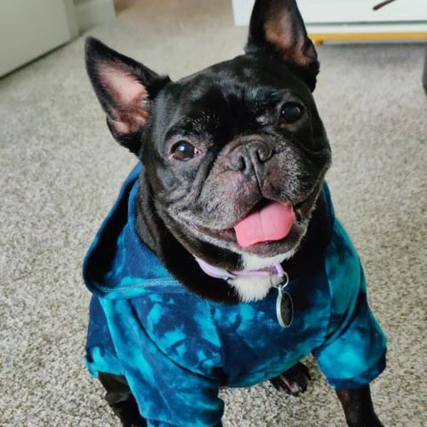 Frenchie in a Tie Dye Dog Hoodie