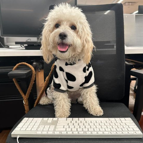Cavapoochon in a Milk Cow Dog Pajamas