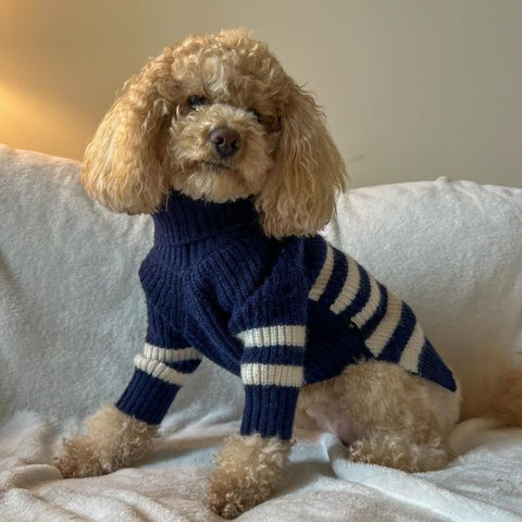 Maltipoo in a Blue Turtleneck Dog Sweater - Fitwarm Dog Clothes