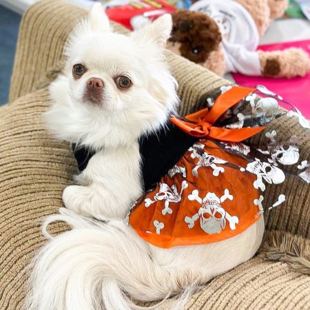 Dress with Halloween Themed Prints for Dogs - Fitwarm Dog Clothes