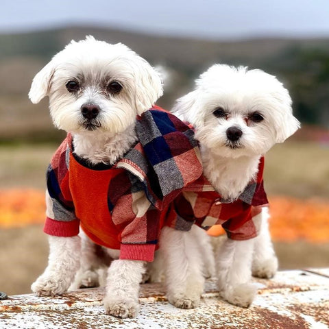 Plaid Dog Hoodies