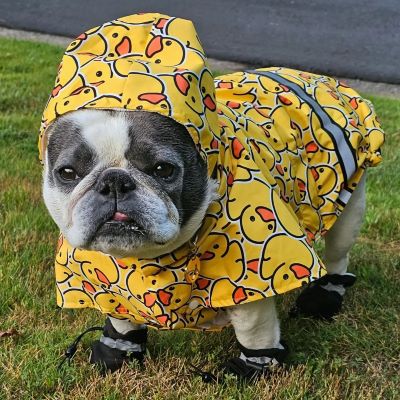 Frenchie in Funny Dog Raincoat with Rubber Duck Patterns