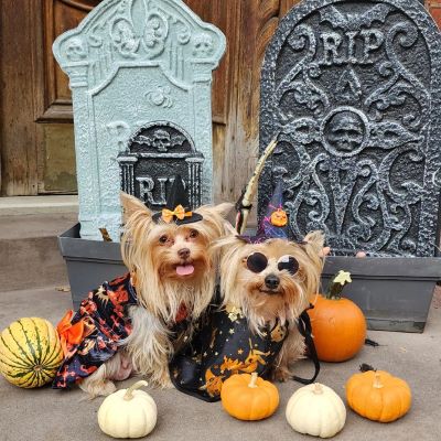 Morkies in Halloween Themed Dog Dresses - Fitwarm Dog Clothes