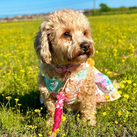 Cavapoo in a Floral Dog Dress