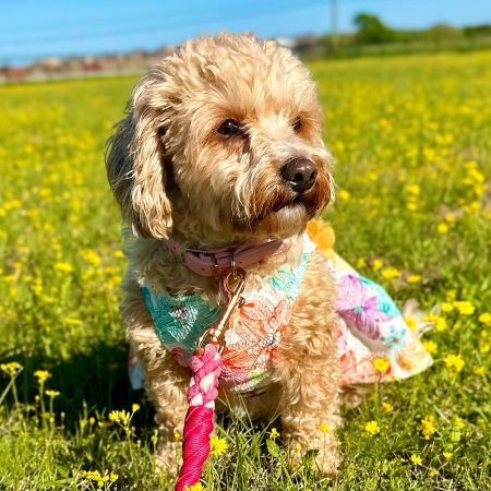 Cavapoo in a Floral Dog Dress