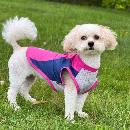 Dog in a Pink UV Sun Protection Dog Shirt