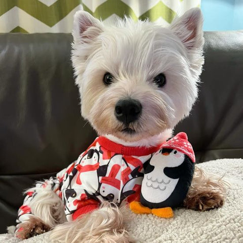 Westie in a Penguin Dog Pajamas