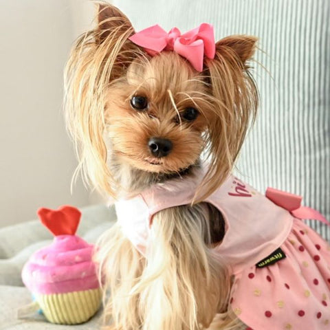 Yorkie in s Pink Brithday Dog Dress - Fitwarm Dog Clothes
