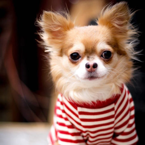 Chihuahua in a Dog Onesie with Red and White Stripes - Fitwarm Dog Clothes