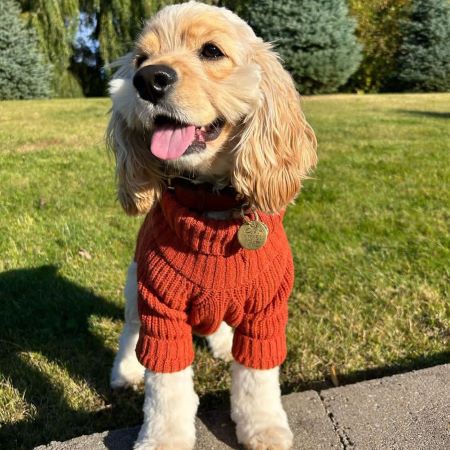 Turtleneck Knitted Dog Sweater