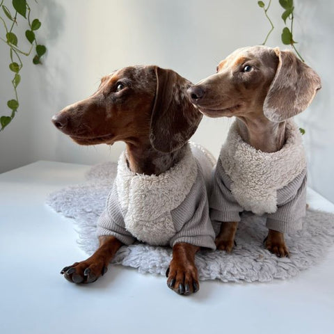 Dachshunds in Beige Turtleneck Dog Pajamas - Fitwarm Dog Clothes