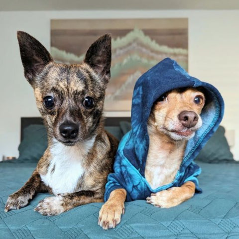 Dogs in Tie Dye Dog Hoodies