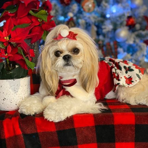 Floral Dog Dress