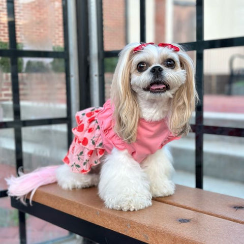 Shih Tzu in a Cherry Prints Dog Dress