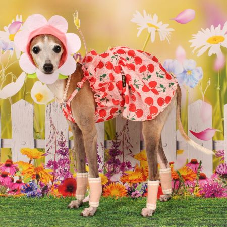 Italian Greyhound in a Cherry Dog Dress