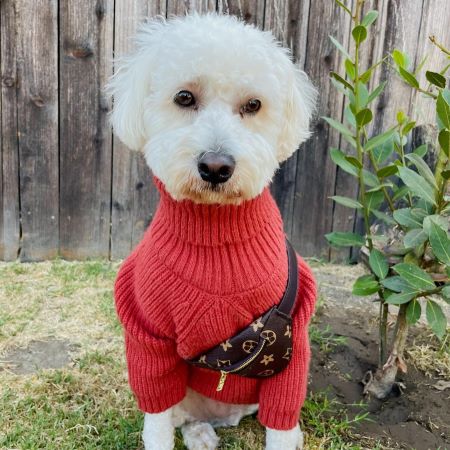 Turtleneck Knitted Dog Sweater