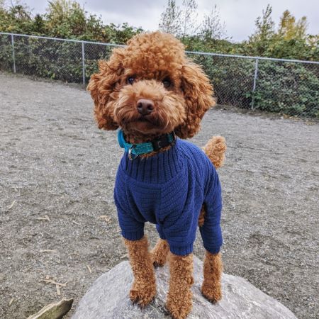 Poodle in a Blue Twist Knit Sweater Dog Pajamas- Fitwarm Dog Clothes