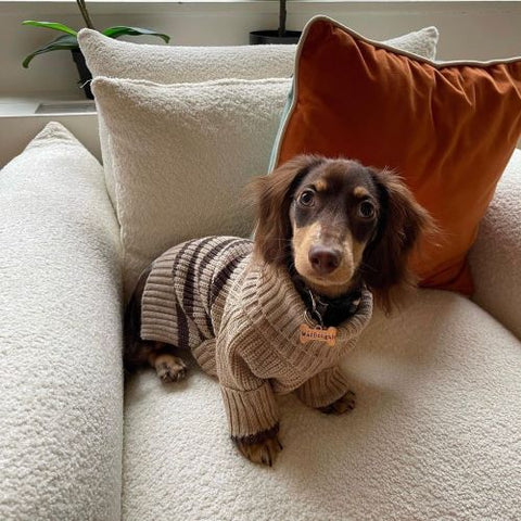 Dachshund in a Turtleneck Knitted Dog Sweater