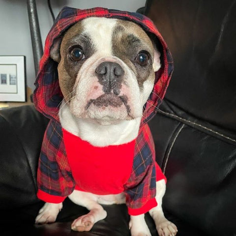 Frenchie in a Red and Black Plaid Dog Hoodie