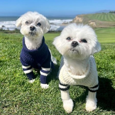 Malteses in Cozy and Warm Dog Winter Sweaters - Fitwarm Dog Clothes
