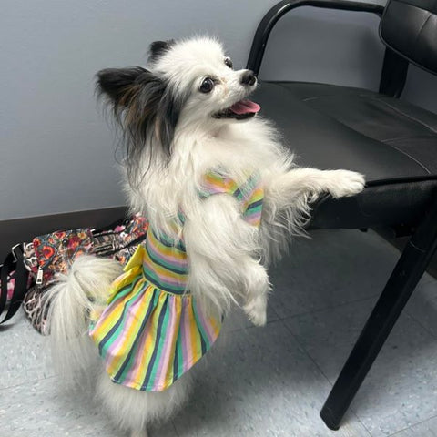Cute Dog in a Ribbon Bow Dog Dress