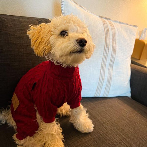 Maltipoo in a Red Cozy Knitted Dog Pajamas - Fitwarm Dog Clothes