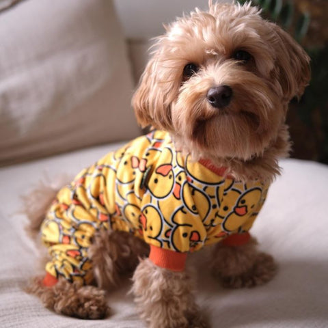 Maltipoo in a Funny Dog Pajamas with Duck Prints - Fitwarm Dog  Clothes