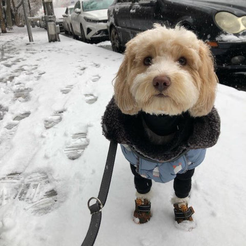 Maltipoo in a Warm Winter Dog Coat - Fitwarm Dog Clothes