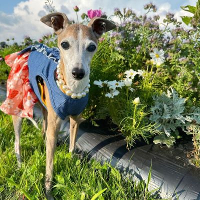 Italian Greyhound in a Strawberry Denim Dog Dress