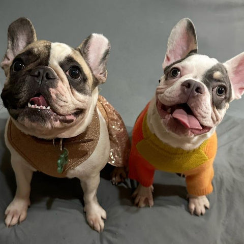 Color Block Dog Sweaters