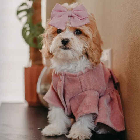 Cavapoo in a Pink Cozy Harness Dog Dress - Fitwarm Dog Clothes