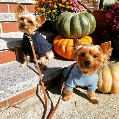 Yorkies in Cozy Turtleneck Dog Sweaters - Fitwarm Dog Clothes