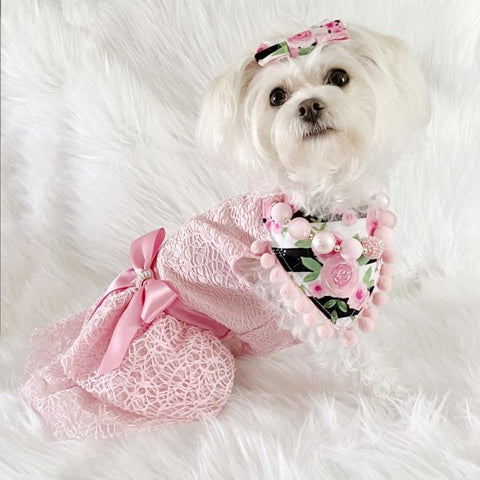 Morkie in a Fancy Tulle Dog Dress