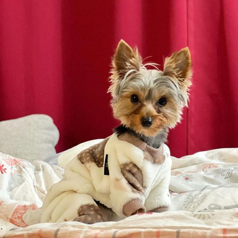 Yorkie in a Hedgehog Dog Pajamas