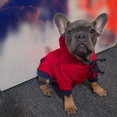 Frenchie in a Red Drawstring Dog Hoodie