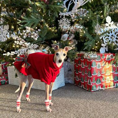 Italian Greyhound in a Christmas Knitted Dog Dress - Fitwarm Dog Clothes