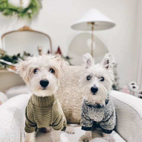 Westies in Turtleneck Knitted Sweaters